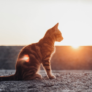 猫と朝焼け