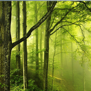 Sabaz Gumbed Jo Dekha