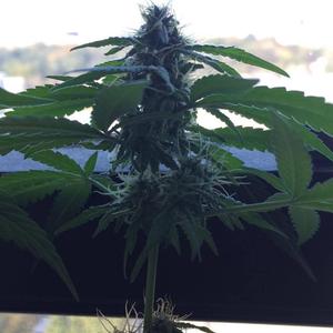 Ill be on my own (Lil Vicodin x DxE - I’ll be on my own REMIX)