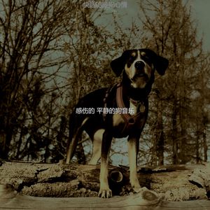 有趣可爱的狗情怀