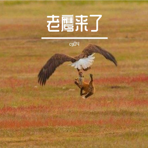 老鹰来了