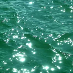 绿毛水怪
