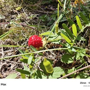 冬日之歌 (总监进行曲律动版).MP3