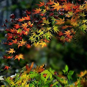 治疗失眠的纯雨声