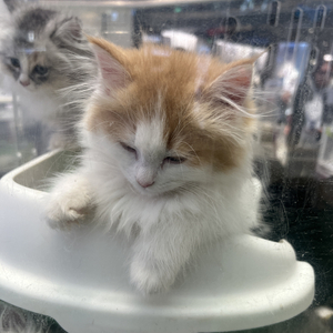 你的晚安 是我的安眠药