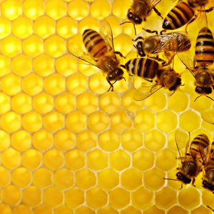 Honeypack