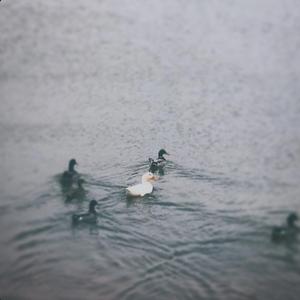 December's Cold My Love (feat. Dedamin)