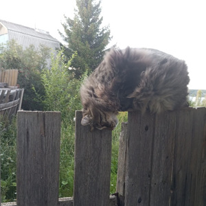 Вычурный