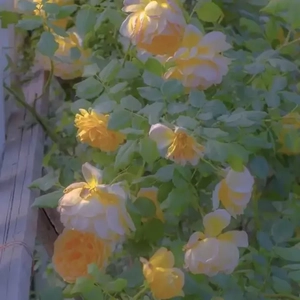 起风了(吉他版)