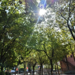 原来你不是木讷的树