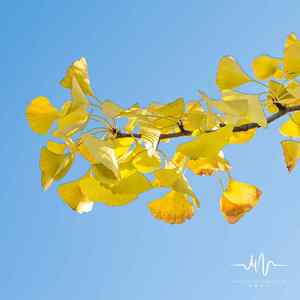 淡淡清茶 (沉浸古筝)