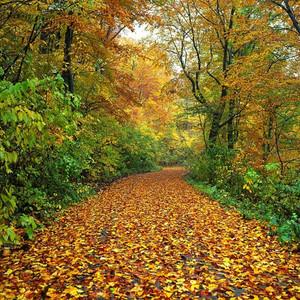 Falling Night （Chillout Remix）