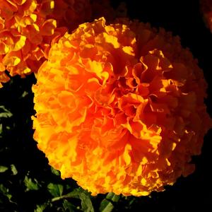 Marigold