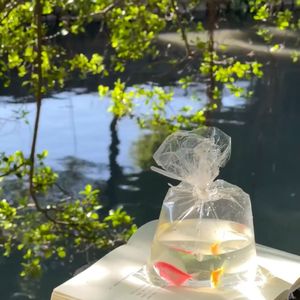 悲伤小狗有心事NMKI