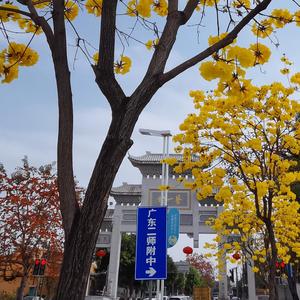 这里有颗君子兰（Paiii丶 remix）