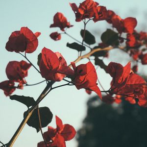老陈与小美