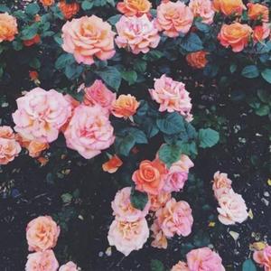 【free】情歌/type beat 盛开的花