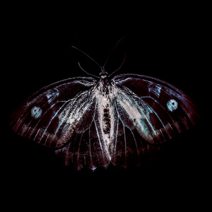 NOIZZZE + I R E LIVE