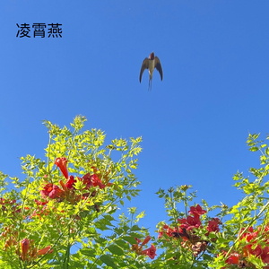 凌霄燕