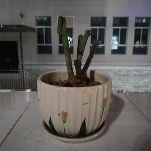 未闻花名 吉他版