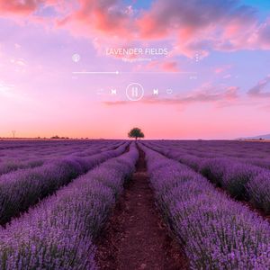 Lavender Fields