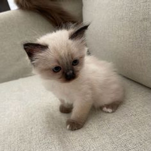 Tranquilo Me Han De Ver (slowed)