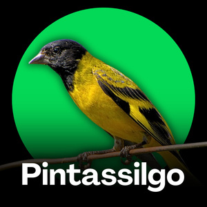 Pintassilgo - Canto Fibra (1)