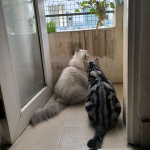 盗墓笔记·相见