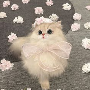 Can you hear my heart