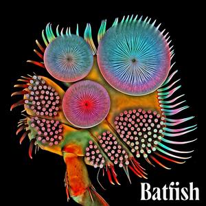 Batfish