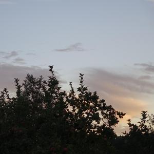 A Gora - Peko tammõkõnõ