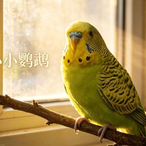 小小鹦鹉
