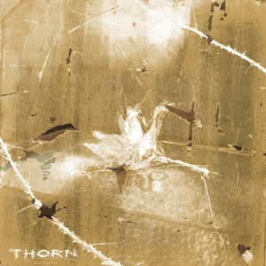 Thorn