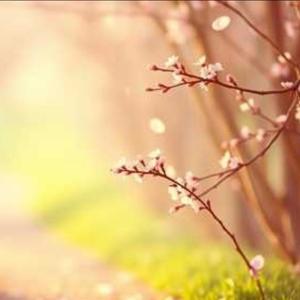 봄의 지문(指紋)