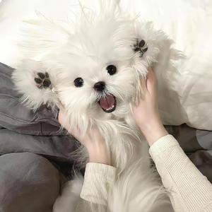 像小狗一样 伴奏