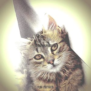 温和放松的猫梦想