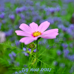 Txhob ntxhua thiaj tsi dua