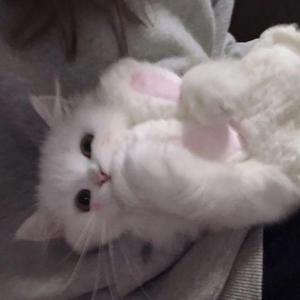 月夜 (温柔甜版)（翻自 双笙）