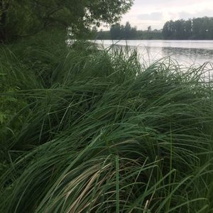 В садах моих