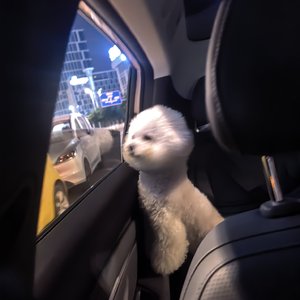 追求勇敢的犹豫