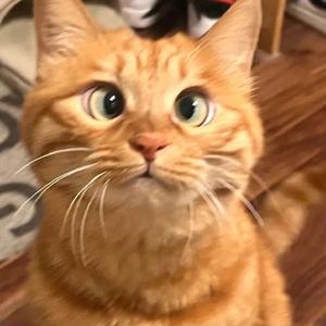 归零（哈基版）