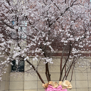 常春藤之夏