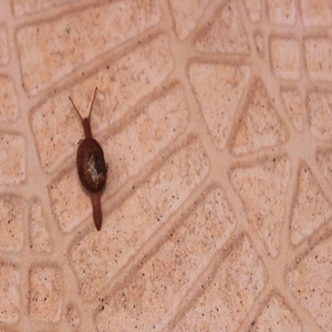 weez (Prod. drip 133)