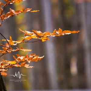 翠峰秀色 (笛子放松)