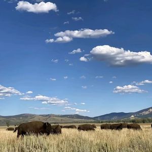 依然苦苦挣扎