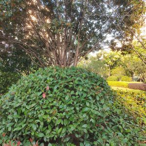 人间第一情 (解压唢呐)