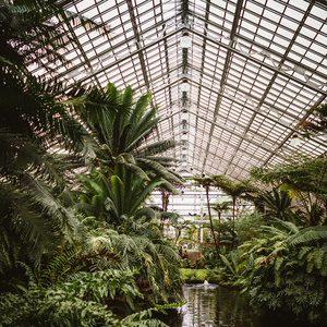 Floraciones De Los Chacras