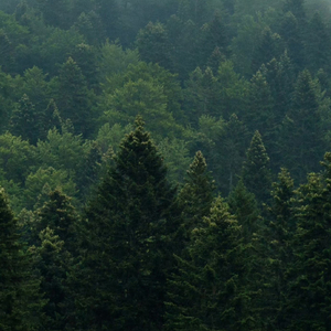 숲의 아이(森林之子)