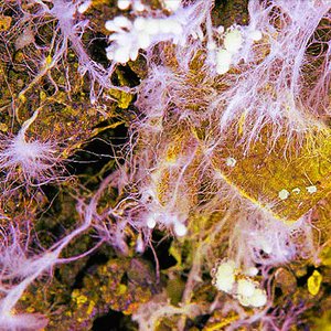 Mycelium