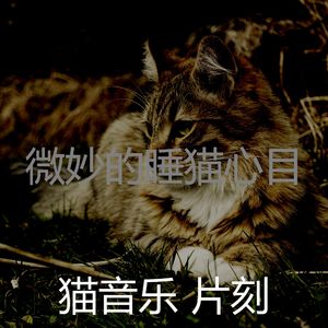 有趣小猫情怀